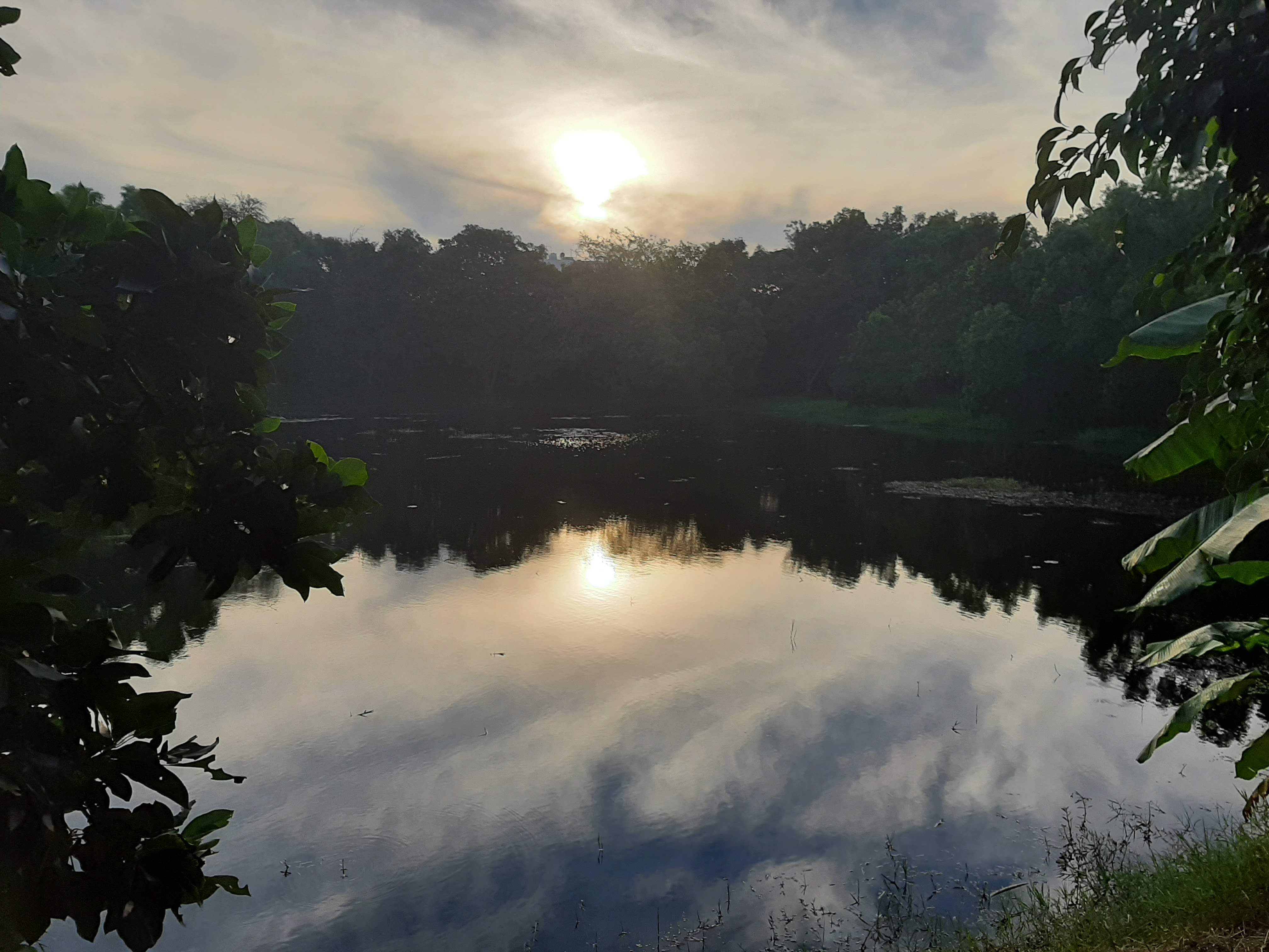 TREE CENSUS METHODOLOGY AND LAKE REJUVENATION